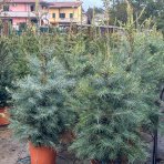 Jedľa jednofarebná (Abies concolor) - výška 80-100 cm, kont. C12L